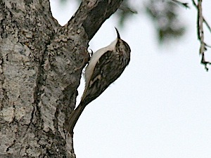 Brown Creeper